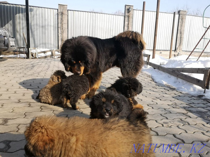 Tibetan mastiffs Almaty - photo 5