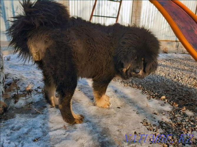 Tibetan mastiffs Almaty - photo 6