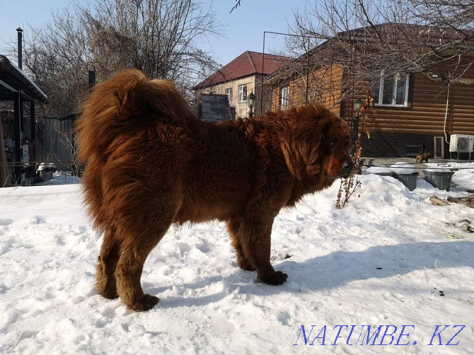 Tibetan mastiffs Almaty - photo 4