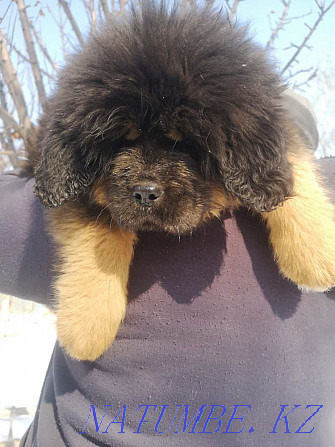 Tibetan mastiffs Almaty - photo 2