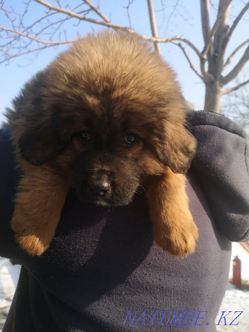 Тибетские мастифы Алматы - изображение 1