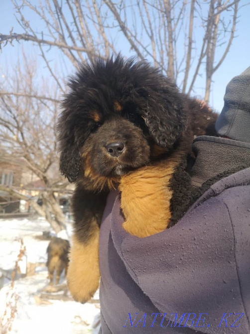 Тибетские мастифы Алматы - изображение 3