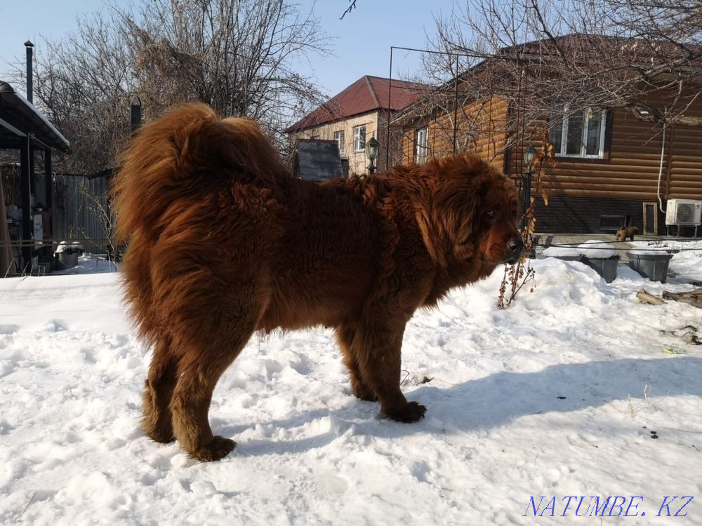 Тибетские мастифы Алматы - изображение 4