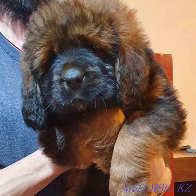 Tibetan mastiff Almaty - photo 1