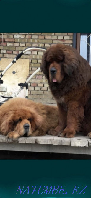 Тибет мастифі  Алматы - изображение 5