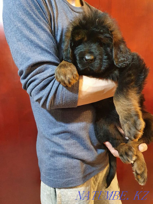 Тибет мастифі  Алматы - изображение 4