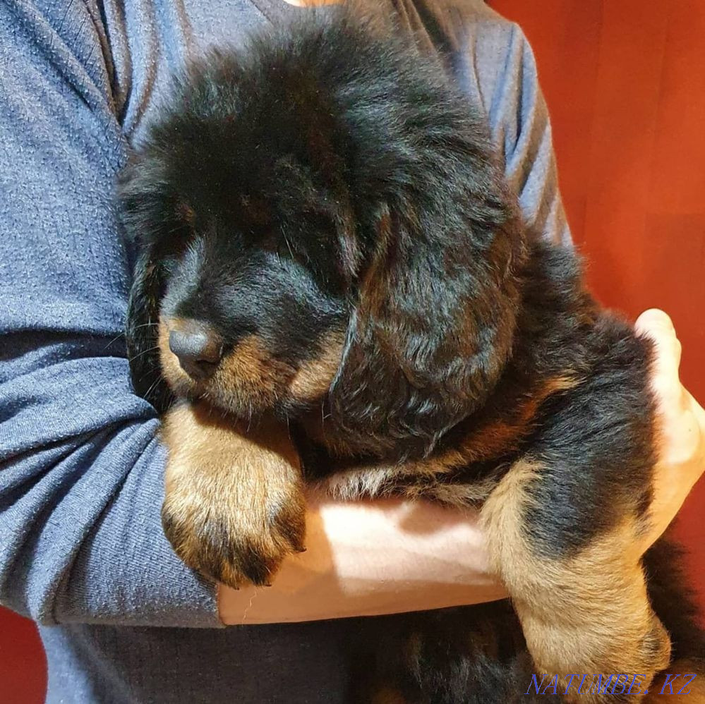Тибет мастифі  Алматы - изображение 2