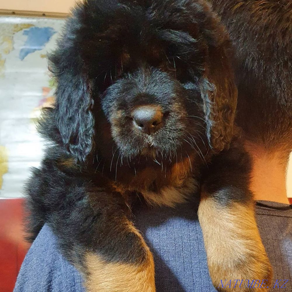 Тибет мастифі  Алматы - изображение 3