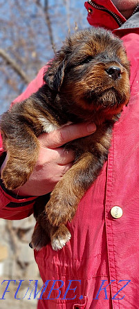 Tibetan mastiff Almaty - photo 1