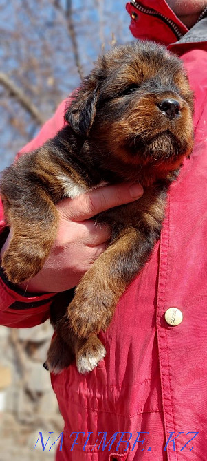 Тибетский мастиф Алматы - изображение 1