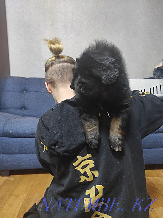 Gorgeous Tibetan Mastiff puppy Almaty - photo 1