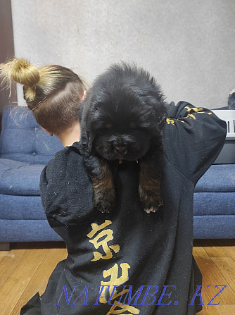 Gorgeous Tibetan Mastiff puppy Almaty - photo 3