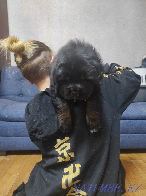 Шикарный щенок тибетского мастифа Алматы - изображение 3