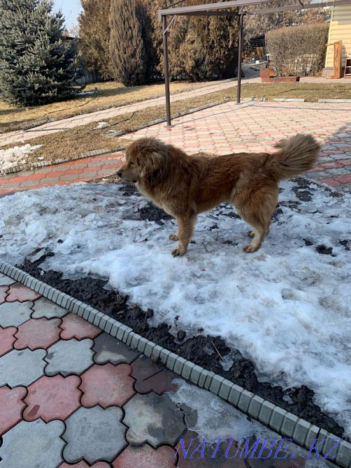 Тибет мастифі  Алматы - изображение 2