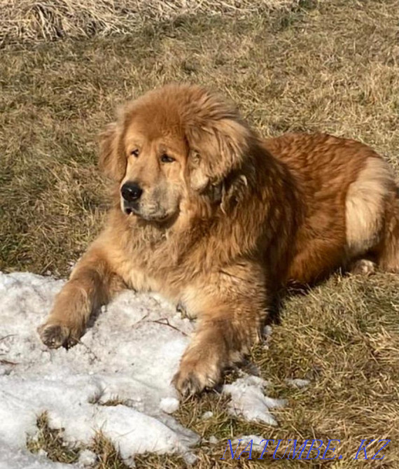 Тибет мастифі  Алматы - изображение 1