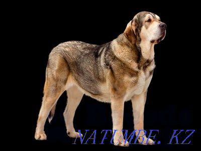 Әдемі ит сатылады  Алматы - изображение 1