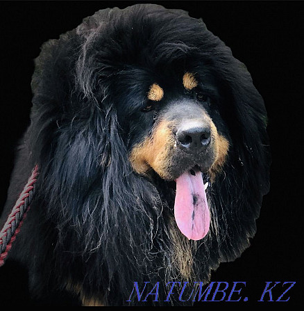 Elite Tibetan Mastiff Puppies Almaty - photo 1