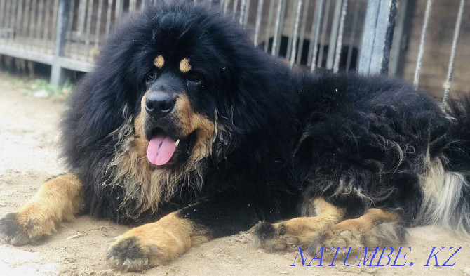 Elite Tibetan Mastiff Puppies Almaty - photo 3