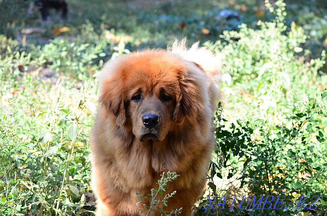 Adult female Tibetan Mastiff. Almaty - photo 2