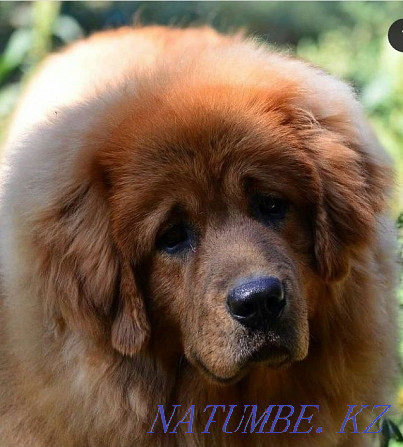 Adult female Tibetan Mastiff. Almaty - photo 4