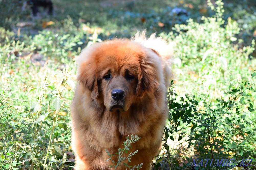 Ересек әйел тибет мастифі.  Алматы - изображение 2