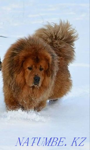 Ересек әйел тибет мастифі.  Алматы - изображение 1