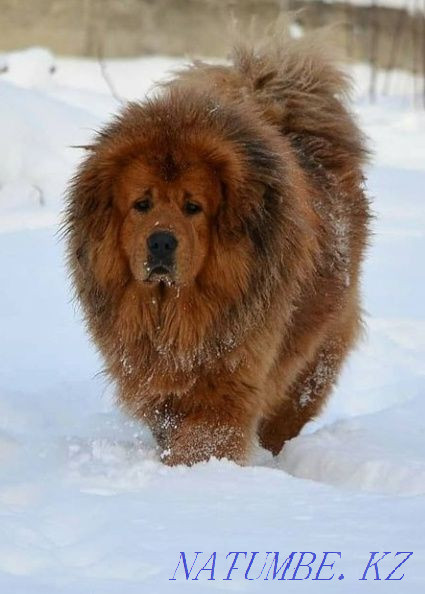 Ересек әйел тибет мастифі.  Алматы - изображение 5