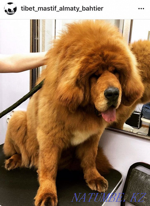 High bred Tibetan mastiffs Almaty - photo 1