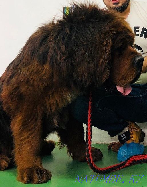 High bred Tibetan mastiffs Almaty - photo 2