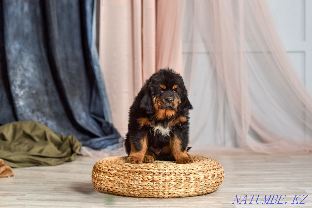 Тибет мастифінің сәнді күшіктері! Қытай қаны!  Алматы - изображение 4