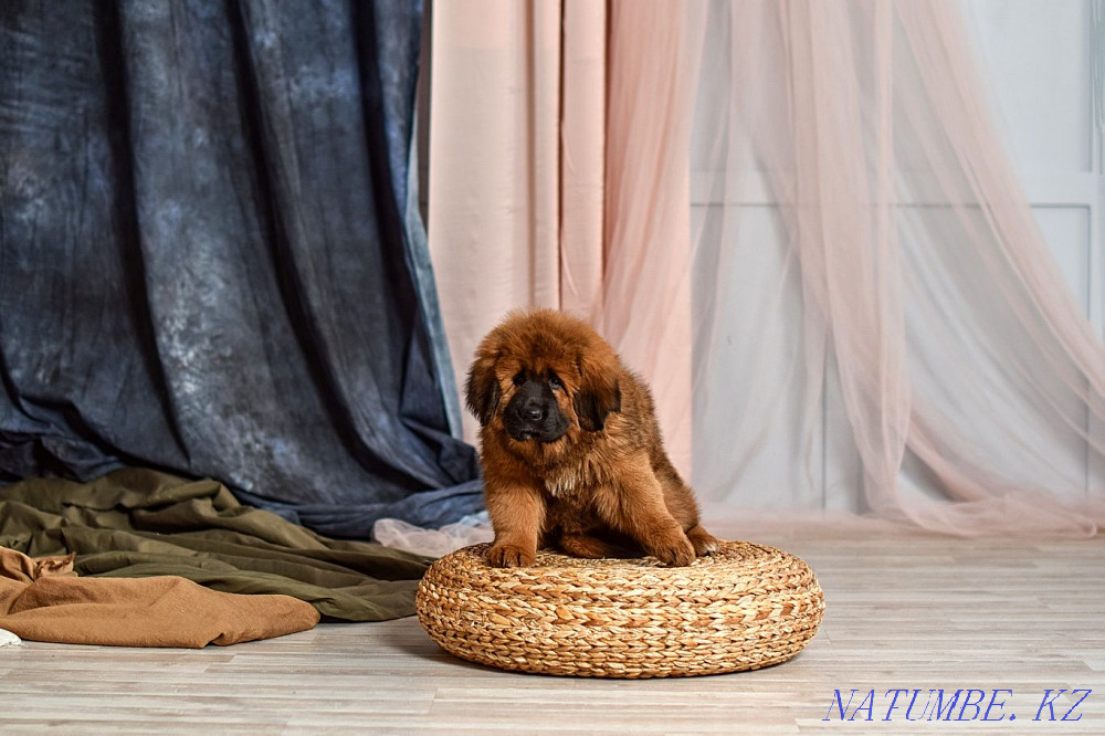 Тибет мастифінің сәнді күшіктері! Қытай қаны!  Алматы - изображение 6