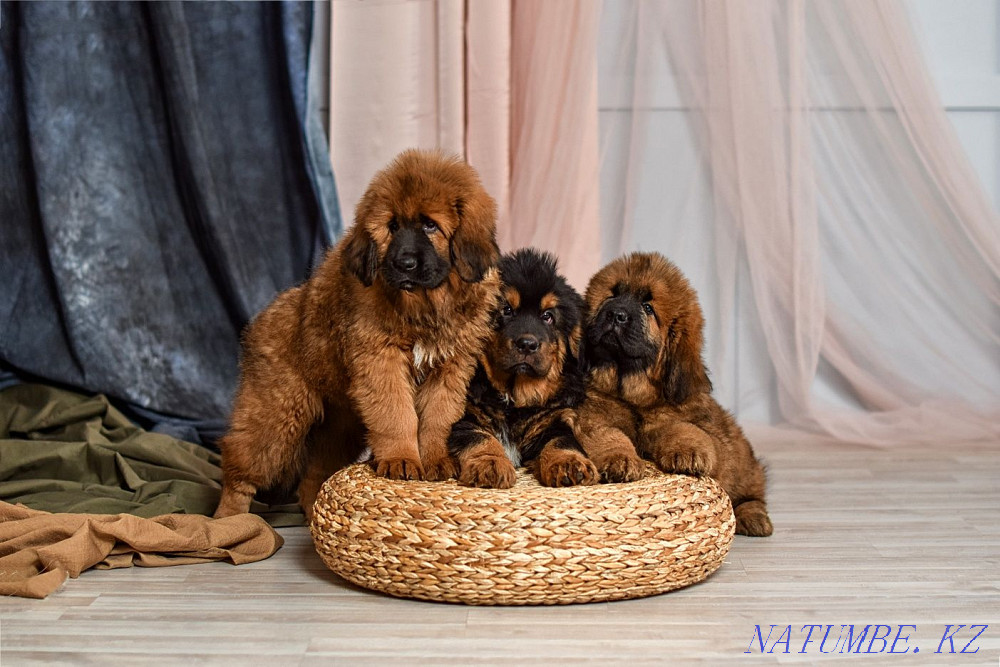 Тибет мастифінің сәнді күшіктері! Қытай қаны!  Алматы - изображение 2