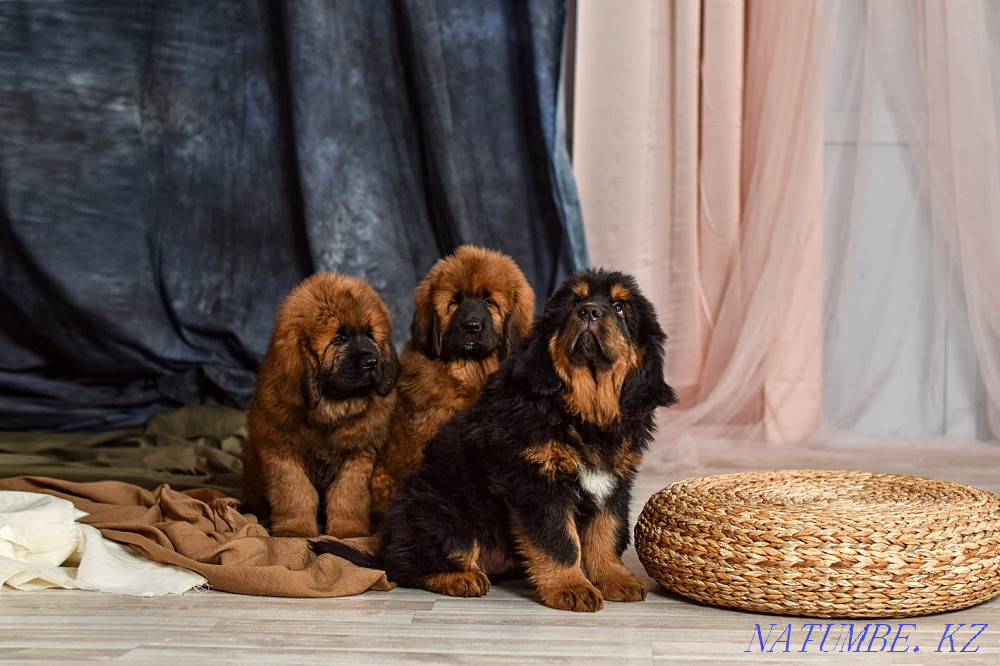 Тибет мастифінің сәнді күшіктері! Қытай қаны!  Алматы - изображение 3