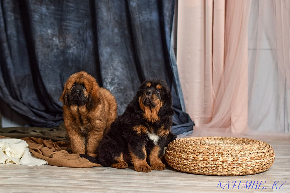 Тибет мастифінің сәнді күшіктері! Қытай қаны!  Алматы - изображение 7