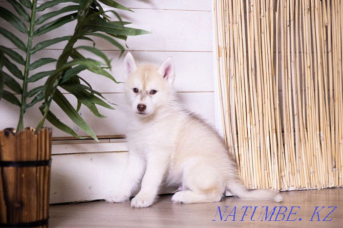 Amazing Husky puppies from Breed Nursery! Almaty - photo 7