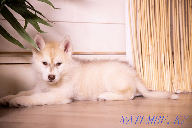 Amazing Husky puppies from Breed Nursery! Almaty - photo 4