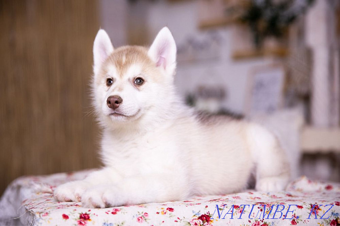 Amazing Husky puppies from Breed Nursery! Almaty - photo 8