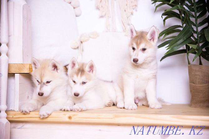 Amazing Husky puppies from Breed Nursery! Almaty - photo 1