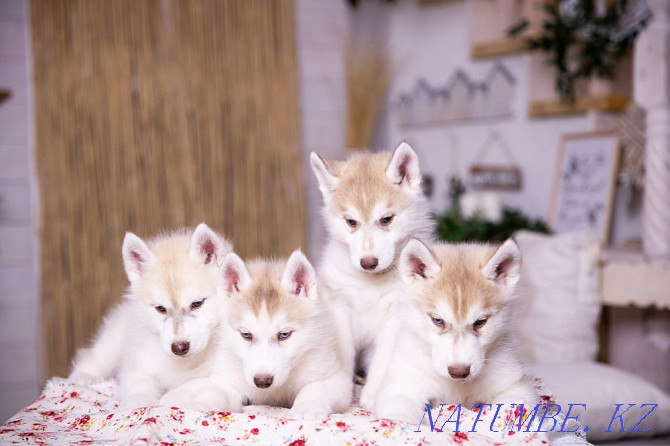 Amazing Husky puppies from Breed Nursery! Almaty - photo 2