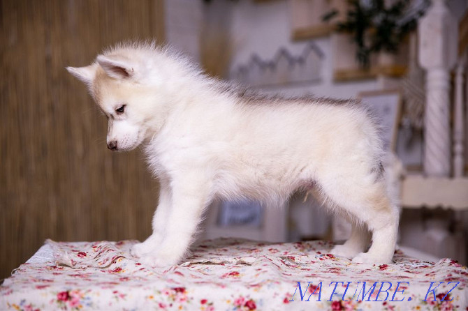 Amazing Husky puppies from Breed Nursery! Almaty - photo 3