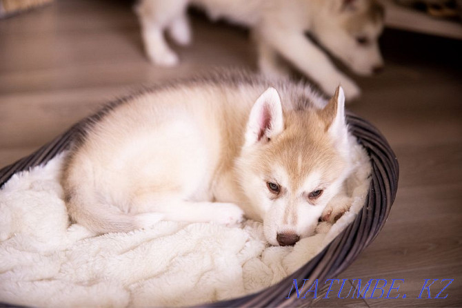 Amazing Husky puppies from Breed Nursery! Almaty - photo 6