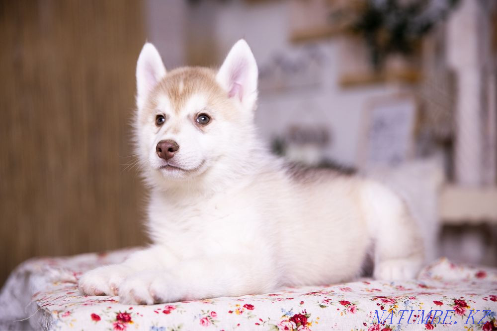Amazing Husky puppies from Breed Nursery! Almaty - photo 8