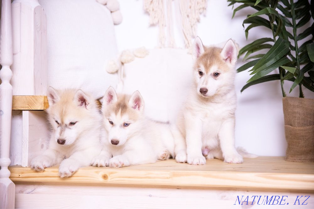 Amazing Husky puppies from Breed Nursery! Almaty - photo 1