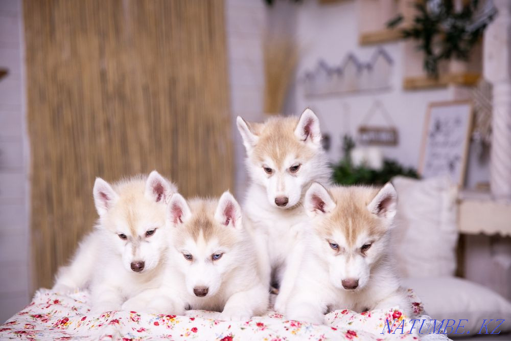 Amazing Husky puppies from Breed Nursery! Almaty - photo 2