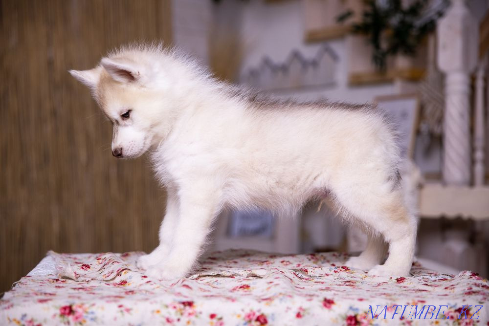 Amazing Husky puppies from Breed Nursery! Almaty - photo 3