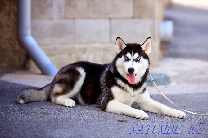 Siberian Husky girl from a breed nursery Almaty - photo 3