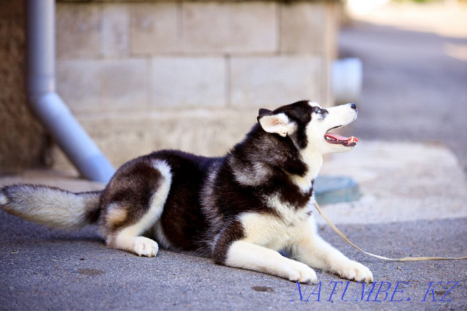 Siberian Husky girl from a breed nursery Almaty - photo 2