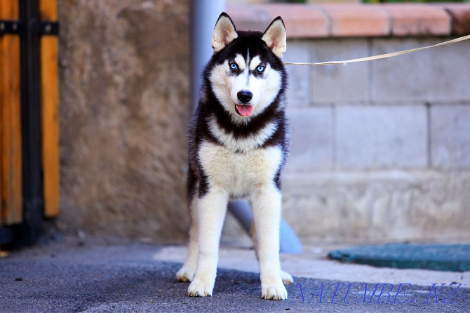 Siberian Husky girl from a breed nursery Almaty - photo 1