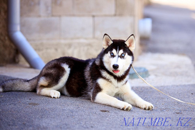 Siberian Husky girl from a breed nursery Almaty - photo 5