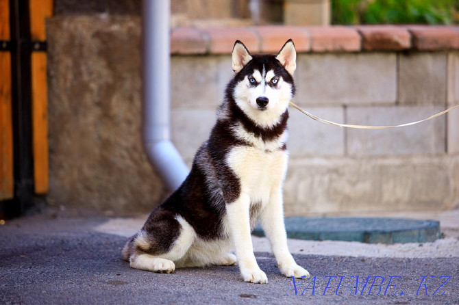 Siberian Husky girl from a breed nursery Almaty - photo 4